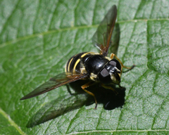 Sericomyia chalcopyga