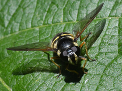 Sericomyia chalcopyga