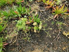 Geranium molle