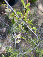 Prunus emarginata