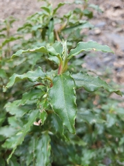 Cistus laurifolius