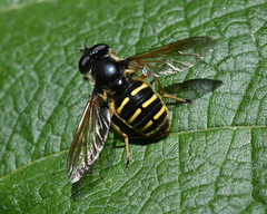 Sericomyia chalcopyga