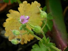 Geranium molle