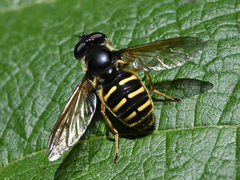 Sericomyia chalcopyga