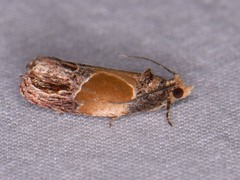 Eumarozia malachitana