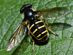 Sericomyia chalcopyga
