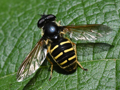 Sericomyia chalcopyga