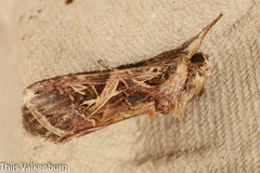 Spodoptera littoralis