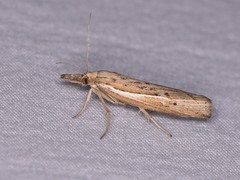 Fissicrambus quadrinotellus