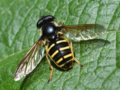 Sericomyia chalcopyga