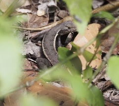 Sceloporus chrysostictus