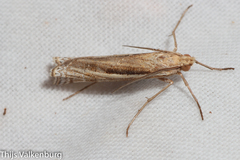 Ancylolomia
