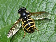 Sericomyia chalcopyga