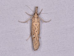 Fissicrambus quadrinotellus