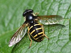 Sericomyia chalcopyga