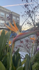 Strelitzia