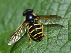 Sericomyia chalcopyga