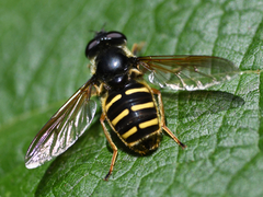 Sericomyia chalcopyga