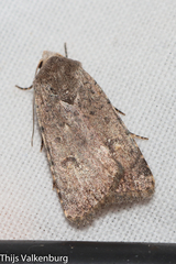 Caradrina