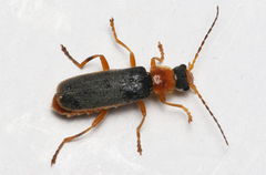 Cantharis lateralis