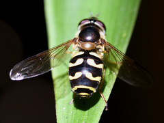 Dasysyrphus intrudens