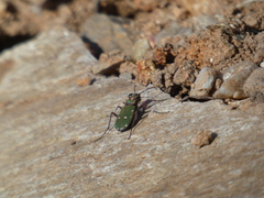 Cicindela campestris