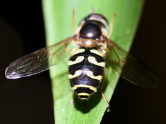 Dasysyrphus intrudens