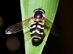 Dasysyrphus intrudens
