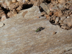 Cicindela campestris