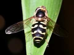 Dasysyrphus intrudens