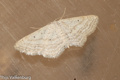 Idaea elongaria