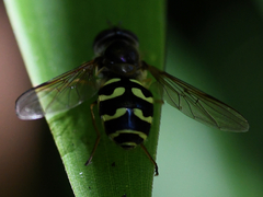 Dasysyrphus intrudens