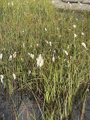 Eriophorum angustifolium