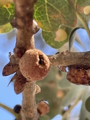 Burnettweldia washingtonensis