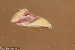 Eublemma cochylioides