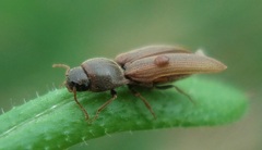 Agriotes lineatus