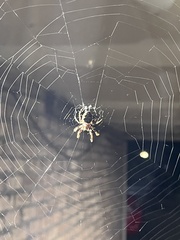 Araneus bicentenarius