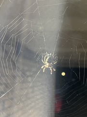 Araneus bicentenarius