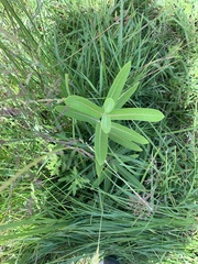 Asclepias speciosa