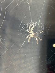 Araneus bicentenarius