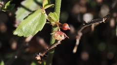 Ayenia compacta
