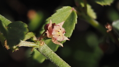 Ayenia compacta