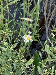 Boltonia asteroides