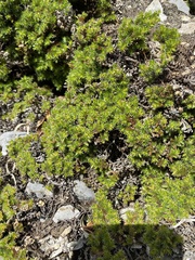 Selaginella hansenii