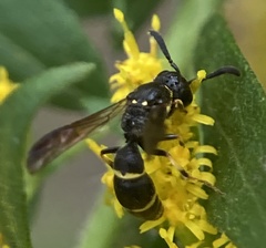 Symmorphus canadensis