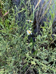 Boltonia asteroides