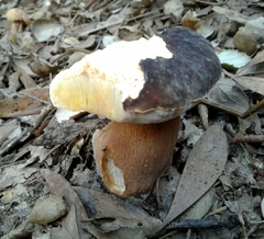 Boletus aereus