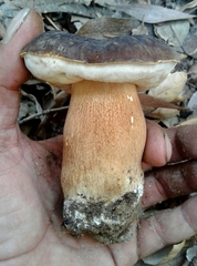 Boletus aereus