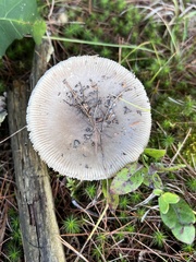 Amanita rhacopus