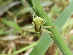 Misumenoides